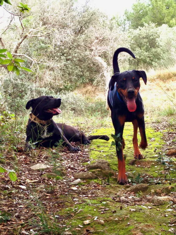 Pets In Asgard — éducation canine et pet-sitting dans l'Hérault
