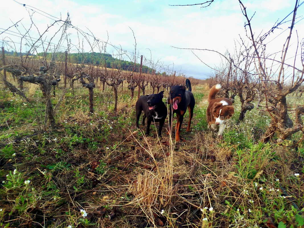 Séance d'éducation canine en extérieur dans l'Hérault